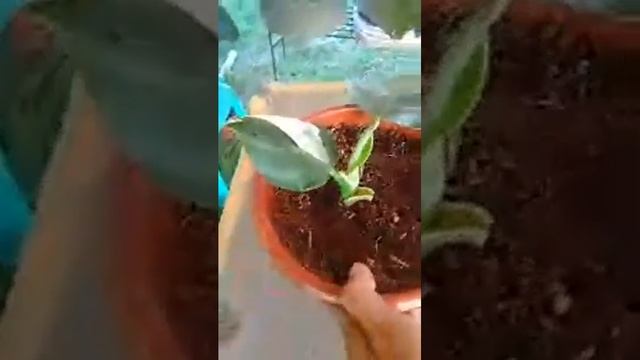 JC Shaded leaf First Plant Live selling meron kayang bibili??? hehe