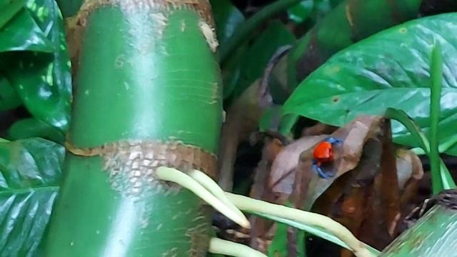 Blue Jeans Poison Frog call