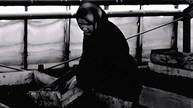 1967 год. Тюменский район. Ембаево. Теплицы
