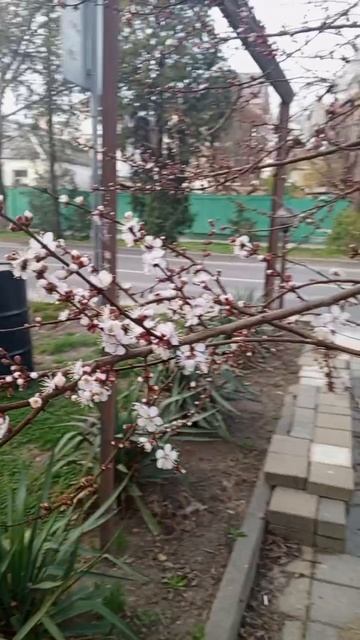 video_2025-03-17_08-13-16