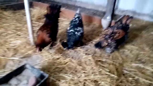СЕГОДНЯ ПО ПЛАНУ УБОРКА У ПАВЛОВСКОЙ ПОРОДЫ КУР!!! ПАВЛОВСКАЯ ЗОЛОТО И СЕРЕБРО СМЕШАННАЯ СЕМЬЯ!!!