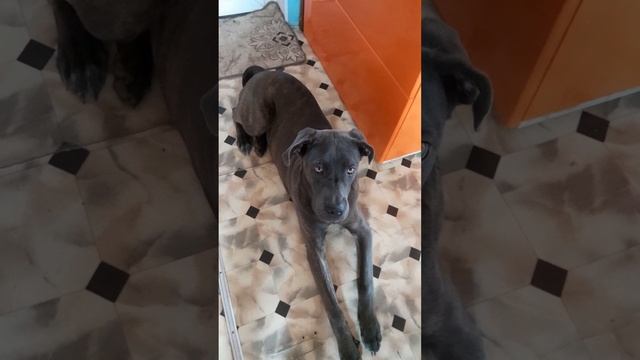 БЭЛЛА УСТАЛА!