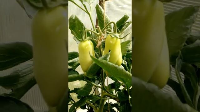 Супер урожай с одной лунки.