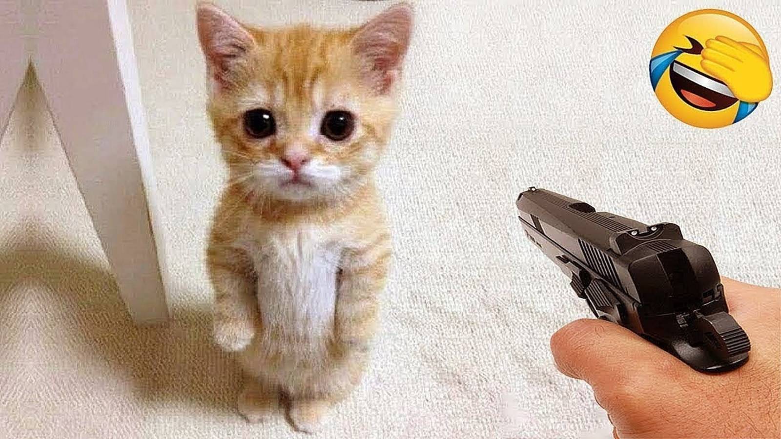 Ты смеешься, ты проигрываешь😹Самые смешные собаки и кошки 2025😜😺🐶