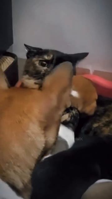 1000023070.mp4
