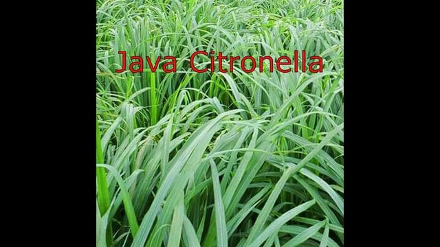 Facts about Lemongrass (Tanglad) || Are All Types of Lemongrass Edible?