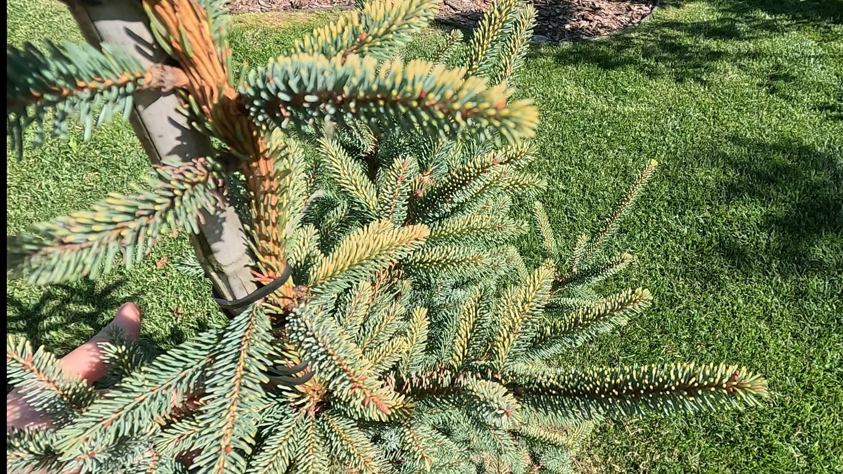 Picea mariana Aurea🤩🌲Королева сада! #garden #хвойные #сад