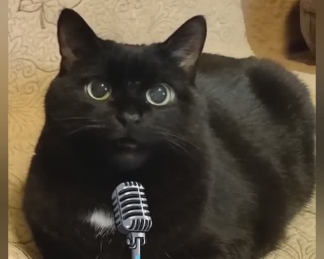 Чёрный кот и его друзья. Кошачий концерт.mp4