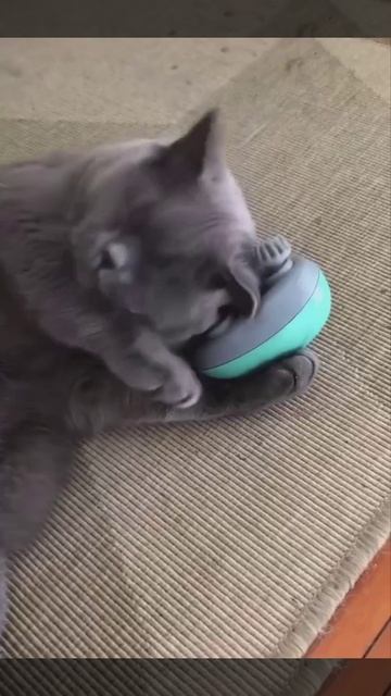 Массаж что надо😂 котики 😻