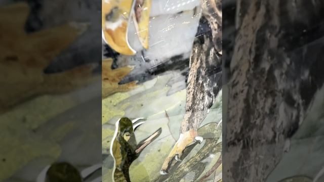 Флорентийская мозаика – вершина камнерезного искусства с XVI века.