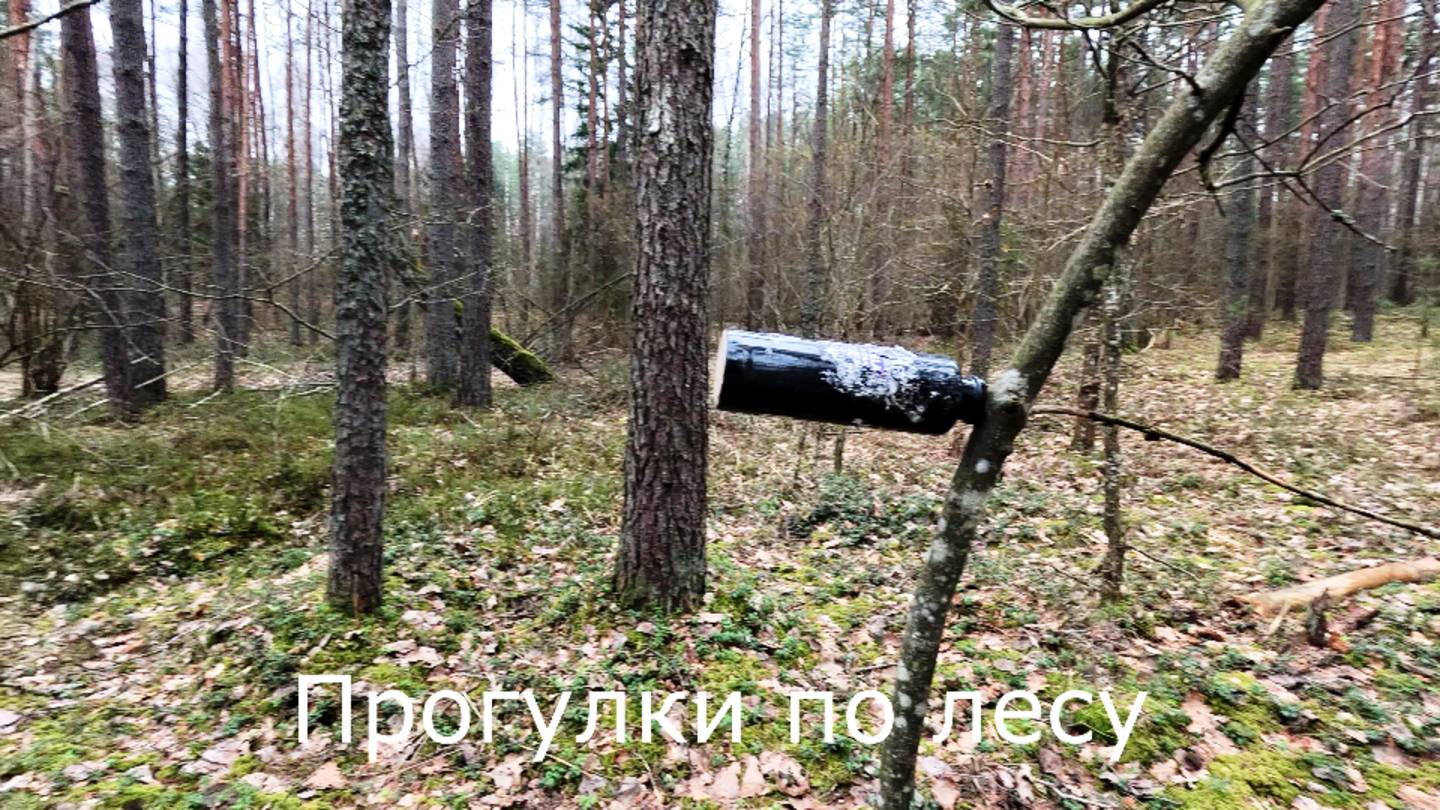 Прогулки по лесу. В природном парке лес не тронули.