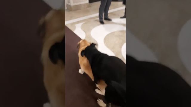 Смешные собаки в Сочи..