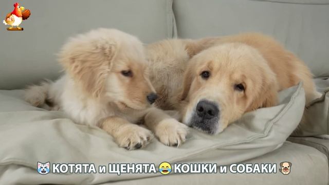 Котята и Щенята 😹 Кошки и Собаки ❣️🥰😂 (32)