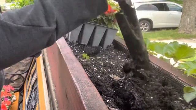 PLANTING IMPATIENS | PROMISE RODRIGUEZ