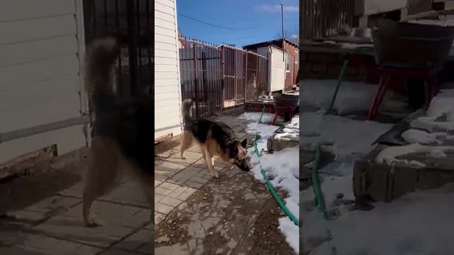 Кесси