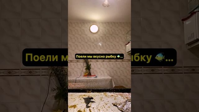 смешные видео ролики 😂