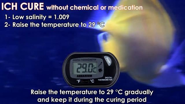 How To Treat Saltwater ICH (white Spots) With Low Salinity? Week #8 | HOW TO Cycle Reef Tank