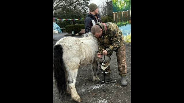 Расчистка копыт лошади.Horse Familу.