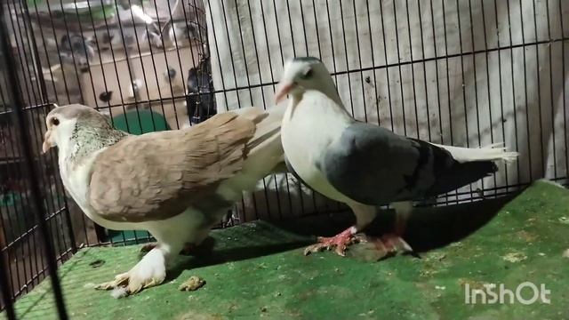 Shiraji,TARA GIREBAAZ or saste neelay kabootar|| affordable prices pet shop in Hyderabad Kalapathar