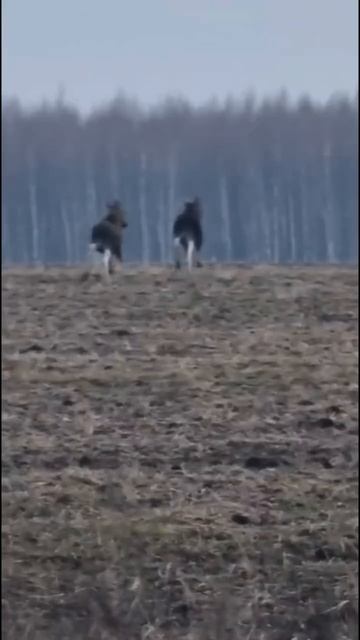 Лоси в Ряжском районе