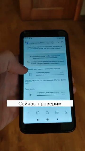Все коты любят эти звуки #shorts