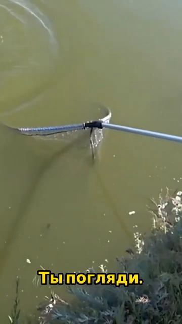 Сазанчик #shorts #shortsvideo #рыбалка #fishing