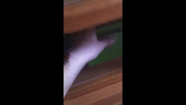 HOT NEW SHIT Y'ALL. (エロアニメ)