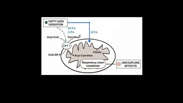 Can nutrition be used to target mitochondrial dysfunction 2019