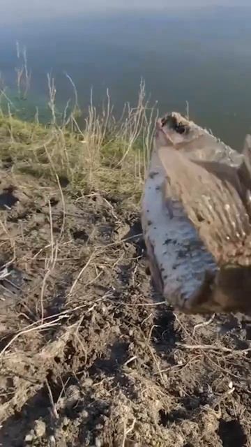 ПЛЫВИ КАРАСЬ #shorts #shortsvideo #рыбалка #fishing