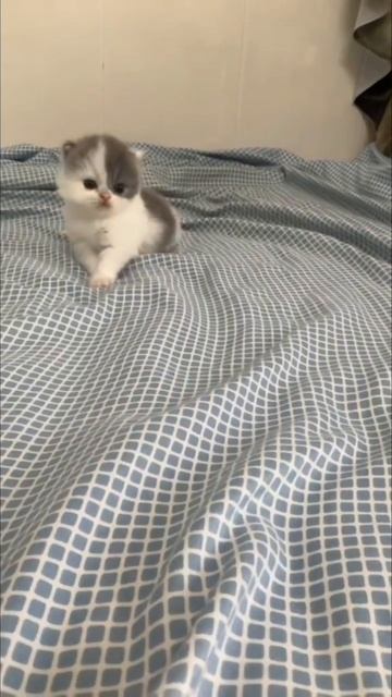 котя😺