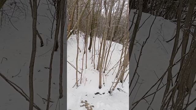 Волки были близко.