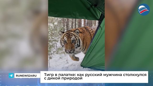 Тигр в палатке: как русский мужчина столкнулся с дикой природой