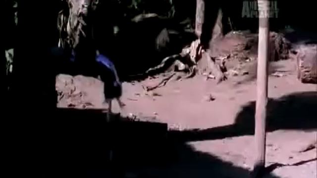 Parasite Gallery - Video #4