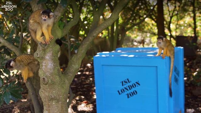 Dear Zoo comes to life for our animals