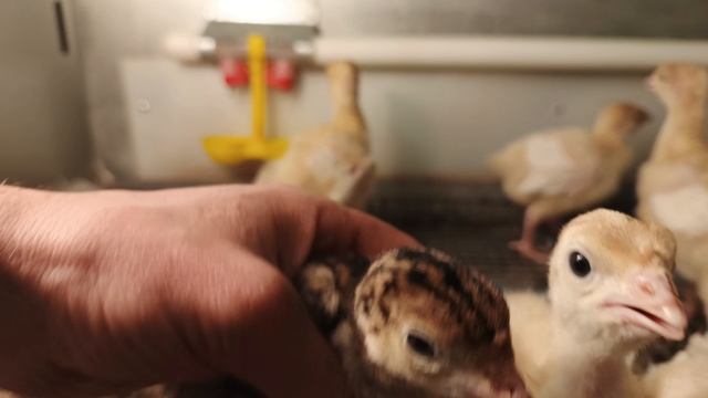 Индюкам 6 дней