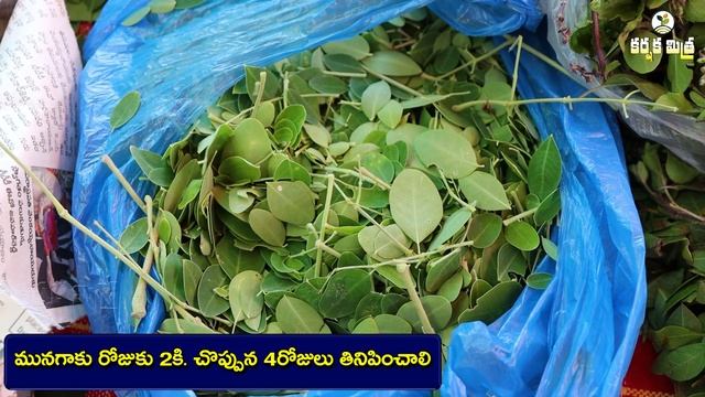 పాడి పశువులకు ఇంటి వైద్యం || How to Solve the Breeding Problem in Dairy Cattle || Karshaka Mitra