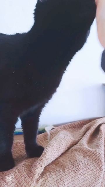 Кира в добрые руки