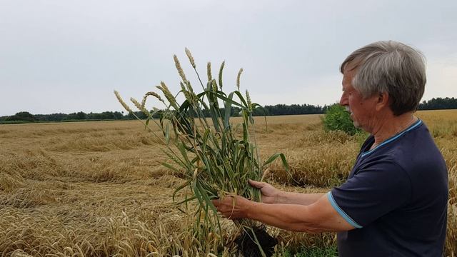 В ККЗ где мы сеяли всё смыло. В тех же самых условиях наши "веники" выстояли. Чувствуете разницу.