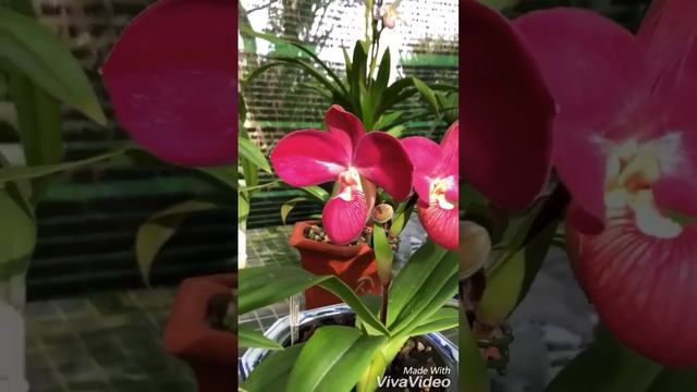 Phragmipedium. Kovachii x beseae