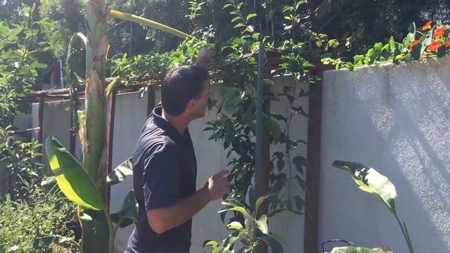 20+ FRUIT TREES & VEGETABLES IN A GARDEN UNDER 700 SQUARE FEET! |  YEAR #2