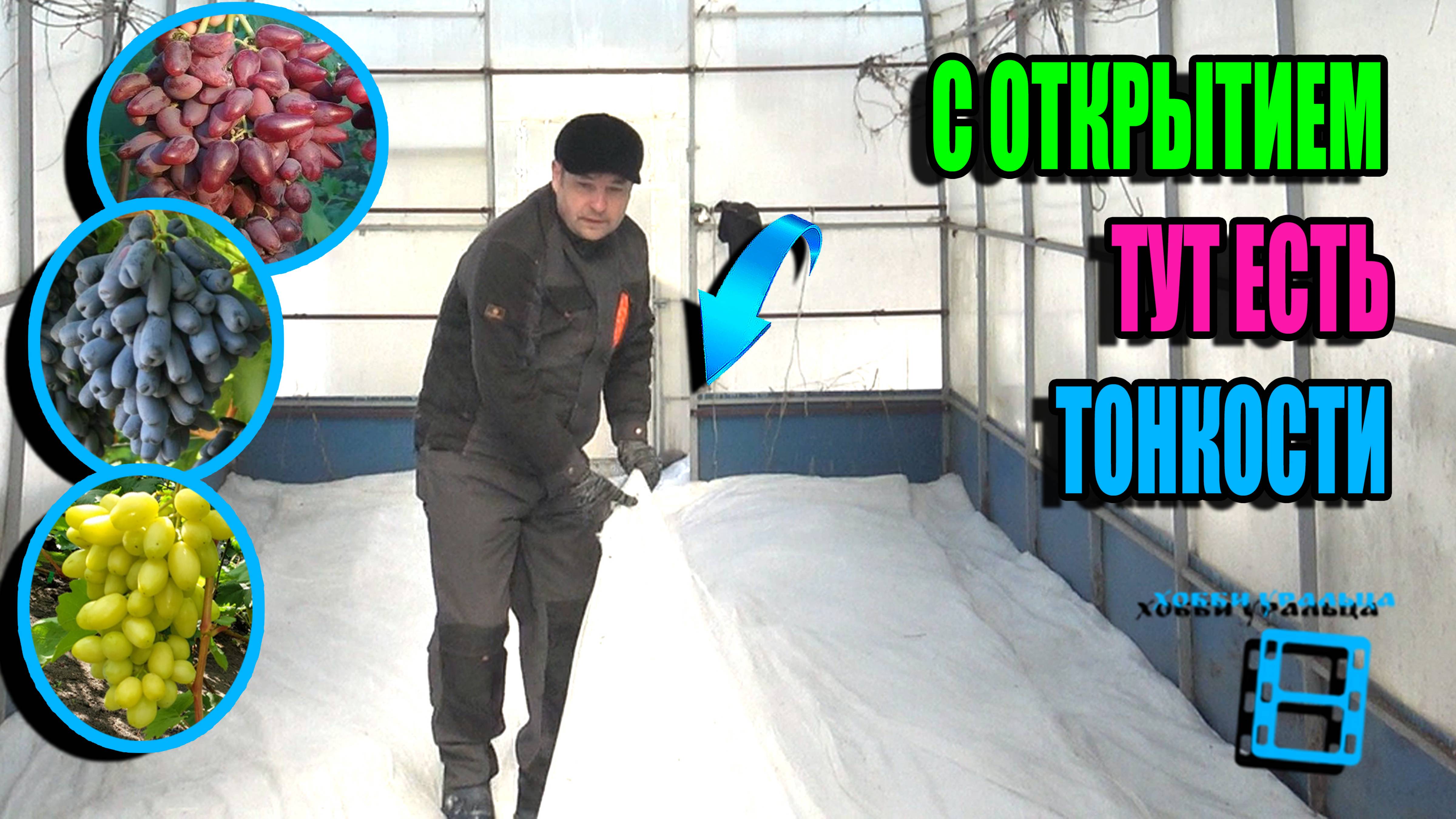 КАК И КОГДА ОТКРЫВАТЬ ВИНОГРАД (УБИРАТЬ ЗИМНЕЕ УКРЫТИЕ НА ВИНОГРАДНИКЕ)? СЕВЕРНЫЙ ВИНОГРАДНИК 25-11
