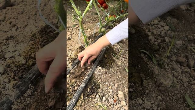 Қазоқистон. Навори навбати дар бораи бе хато шинонданӣ кучоти зироатҳо. Поделитсия кунед.