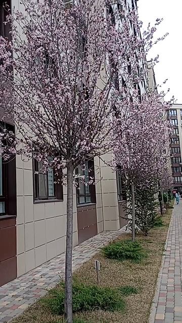 Красота 
18.03.2025 Адыгея