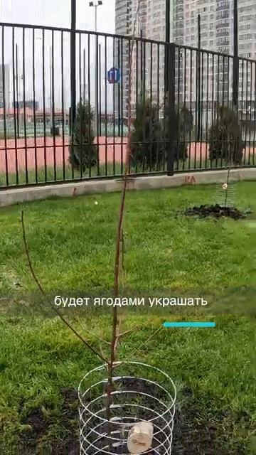 Это простое волшебство! #подаридерево