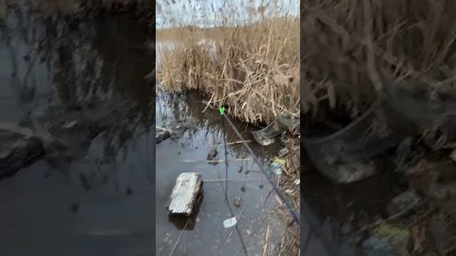 fisherman в прямом эфире!