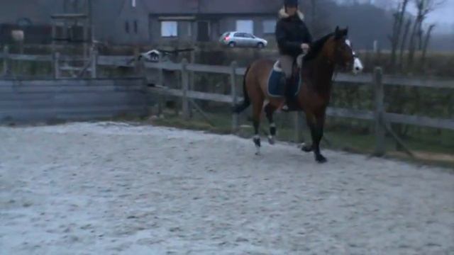 7 years old mare by lord z x cocky dundas xx