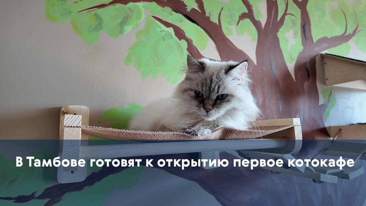 В Тамбове готовят к открытию первое котокафе