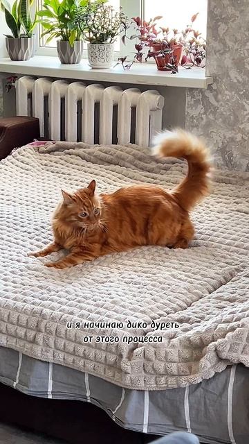 Уход за шерстью