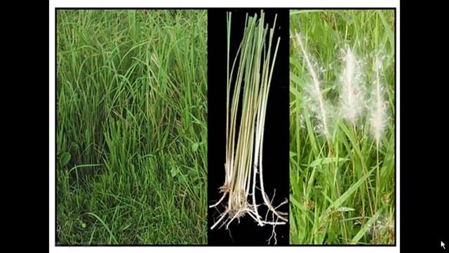 Tanaman Obat Obatan Alang Alang ( IMPERATA CYLINDRICA ) Mengatasi 7 Macam Penyakit
