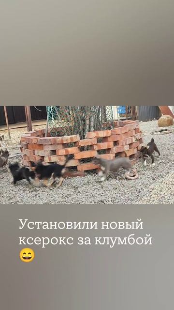 Чихоксерокс 😄